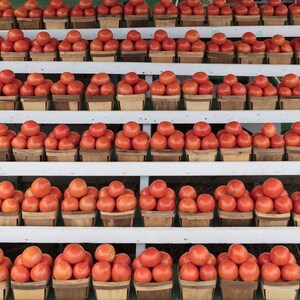 Tomatoes at the Market,  New Reproduction Picture Print