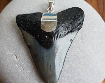 Carcharodon Megalodon Fossil Sharks Tooth Pendant. 925 Sterling Silver Set Sharks Tooth Pendant.