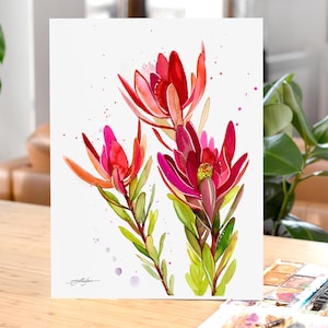 Leucadendron, Safari Sunset flower watercolor painting print by Slaveika Aladjova, illustration, home decor, Contemporary,plant ,Botanical
