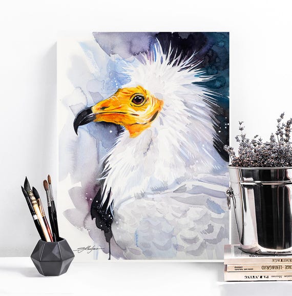 エジプトハゲワシ、旧世界のハゲワシ、シロハゲワシ 限定版水彩画