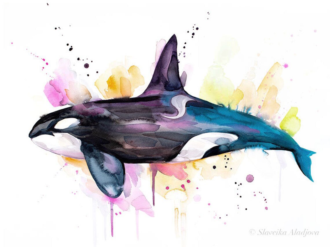 Original Watercolour Painting Killer Whale Art Animal - Etsy Australia Original Watercolour Painting Killer Whale Art Animal - Etsy Australia