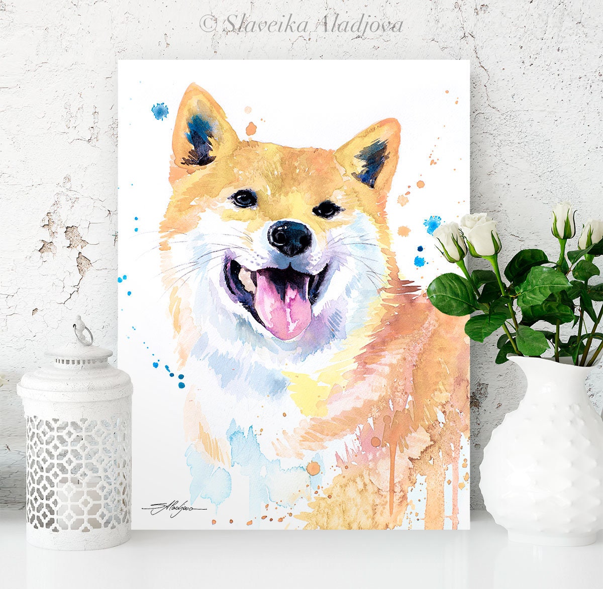 shiba 