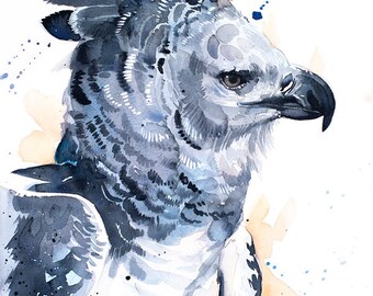 Illustrating the Harpy Eagle