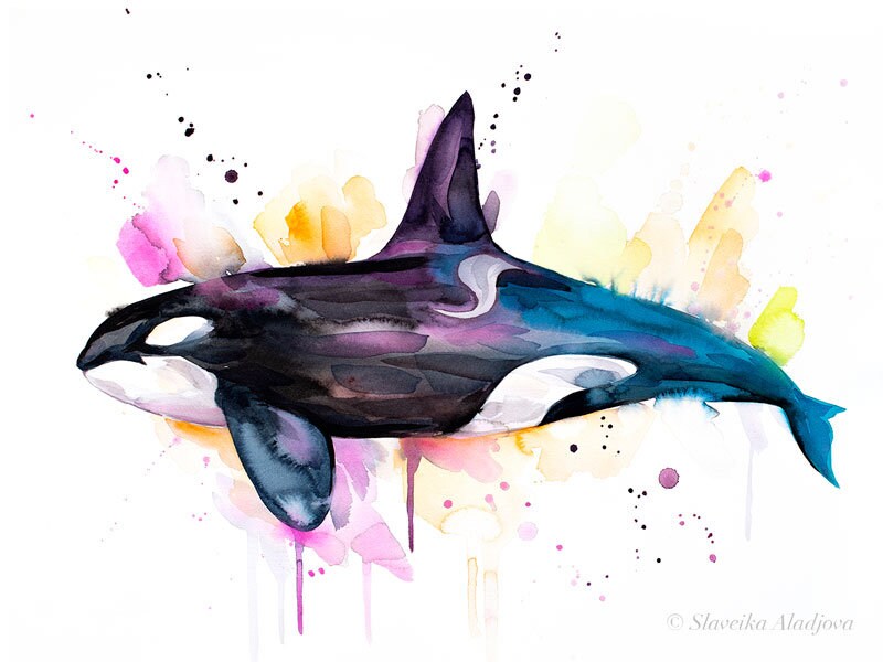 Orca Watercolor Painting Print by Slaveika Aladjova Art 