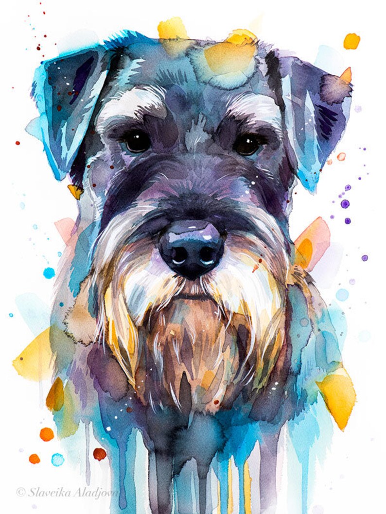 Op de afbeelding: Waterverf schilderij van een zwart-witte Schnauzer met een blauwe, gele en paarse achtergrond. De hond kijkt recht naar de kijker.