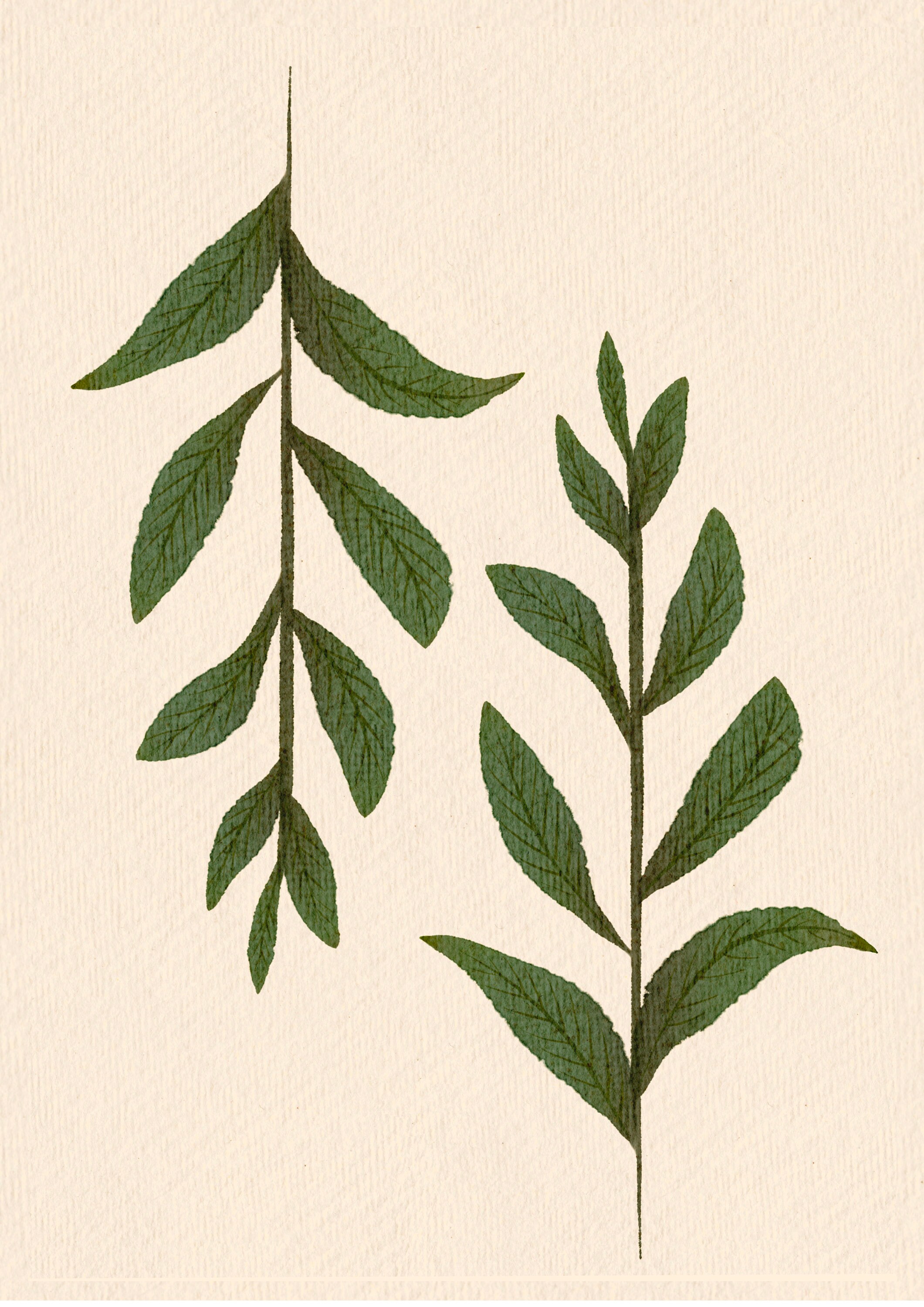 BOTANICAL art print2 Vintage Botanical Prints Botanical | Etsy