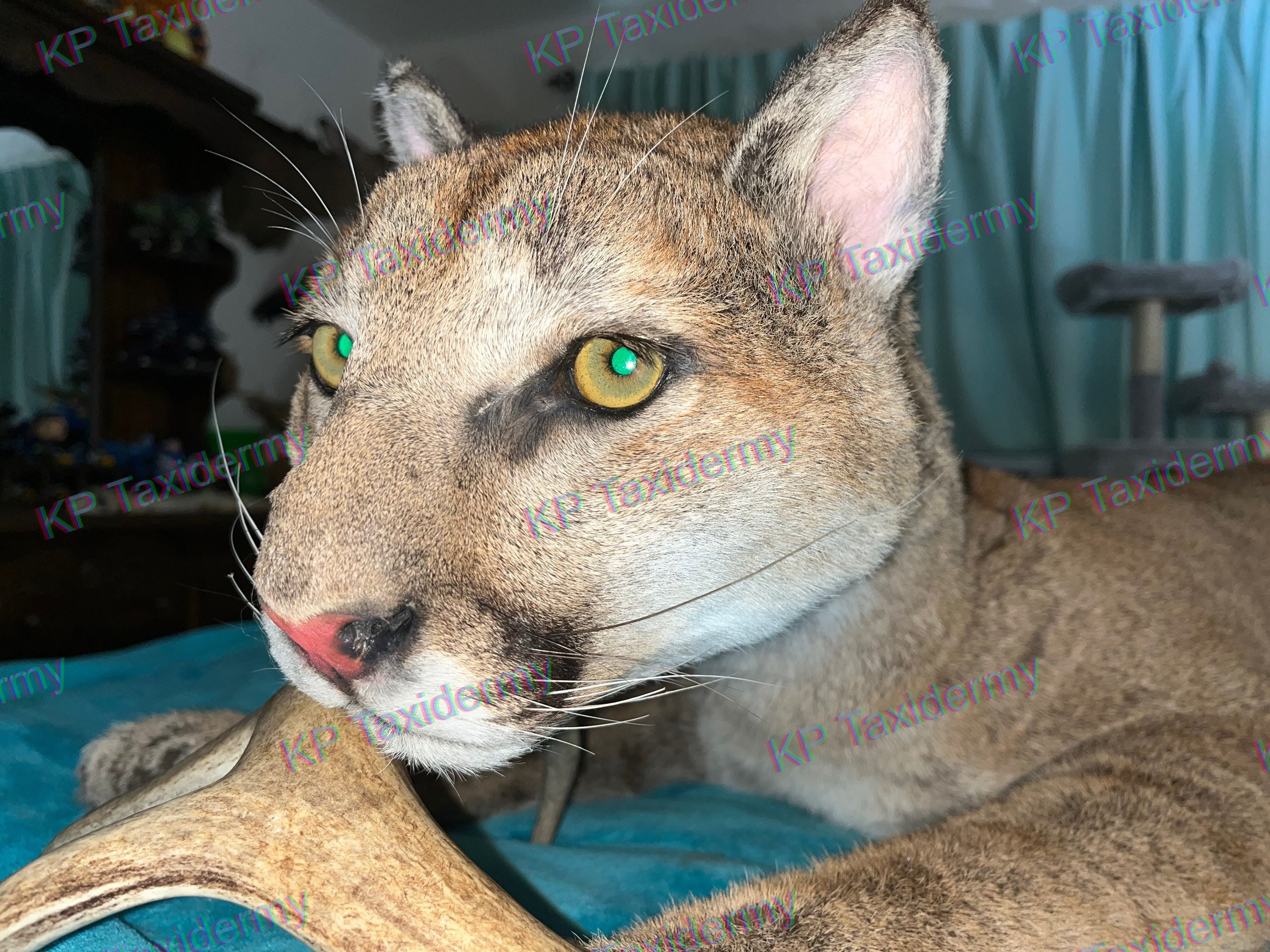 Animal Taxidermy - Etsy Animal Taxidermy - Etsy