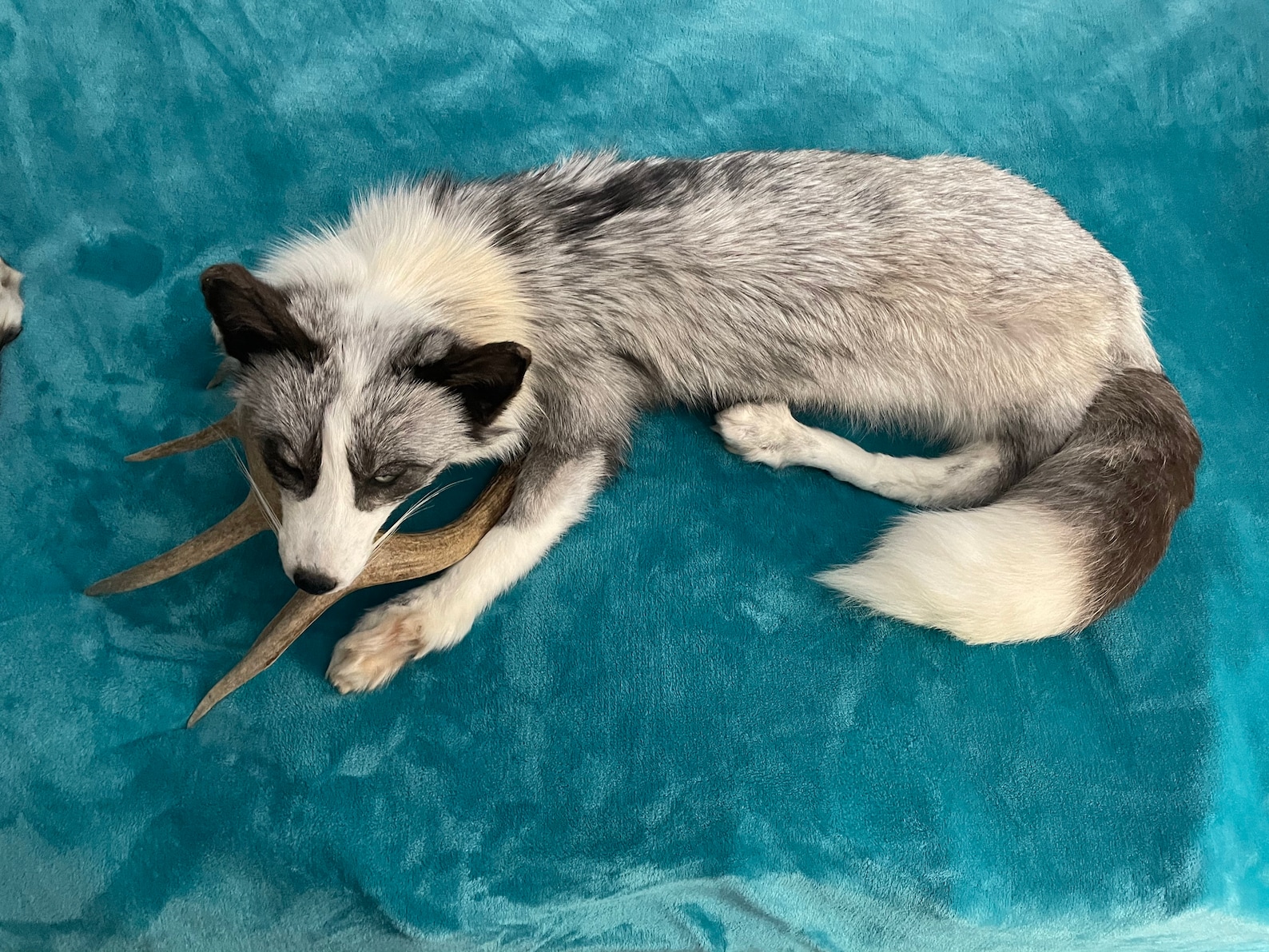 Taxidermy Soft Mount Platinum Ranch Fox Etsy