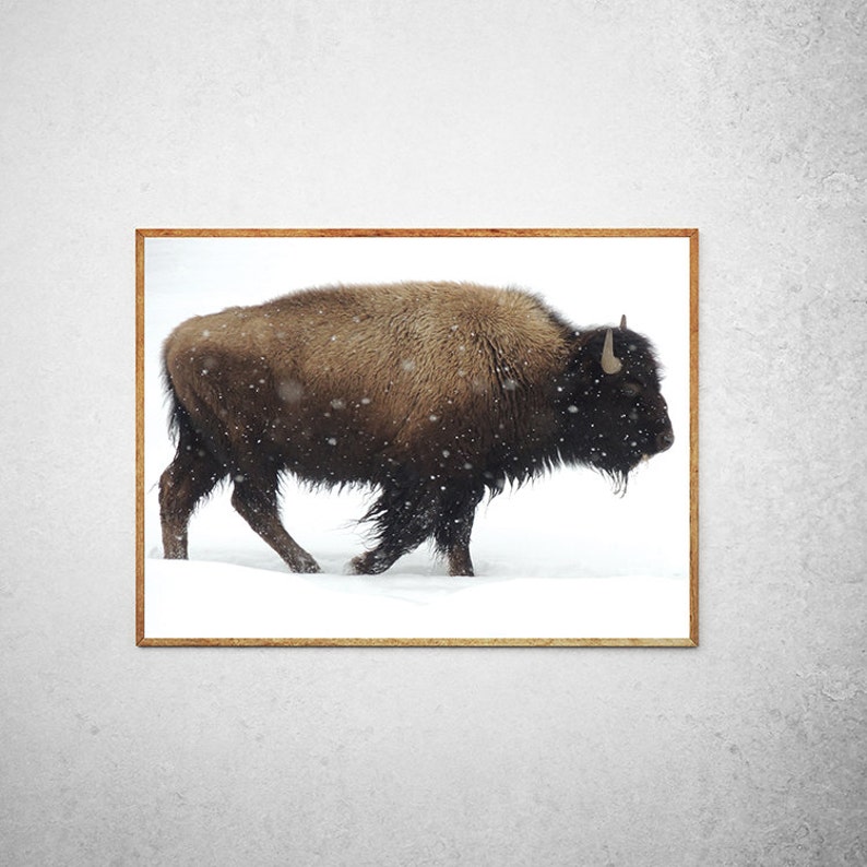 Yellowstone Bison Print Vintage Nature Photography Large Wall Art image 3