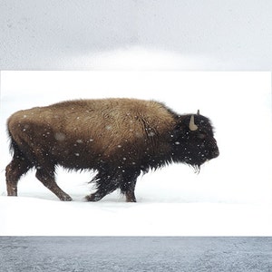 Yellowstone Bison Print Vintage Nature Photography Large Wall Art image 1