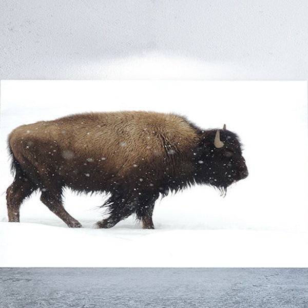 Yellowstone Bison Print - Vintage Nature Photography | Large Wall Art