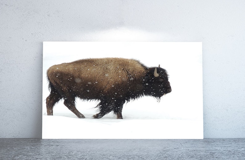 Yellowstone Bison Print Vintage Nature Photography Large Wall Art image 1