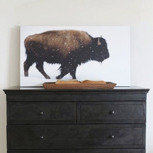 Yellowstone Bison Print Vintage Nature Photography Large Wall Art image 4