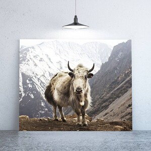 Yak at Letdar Print - Vintage Nature Photography | Large Wall Art