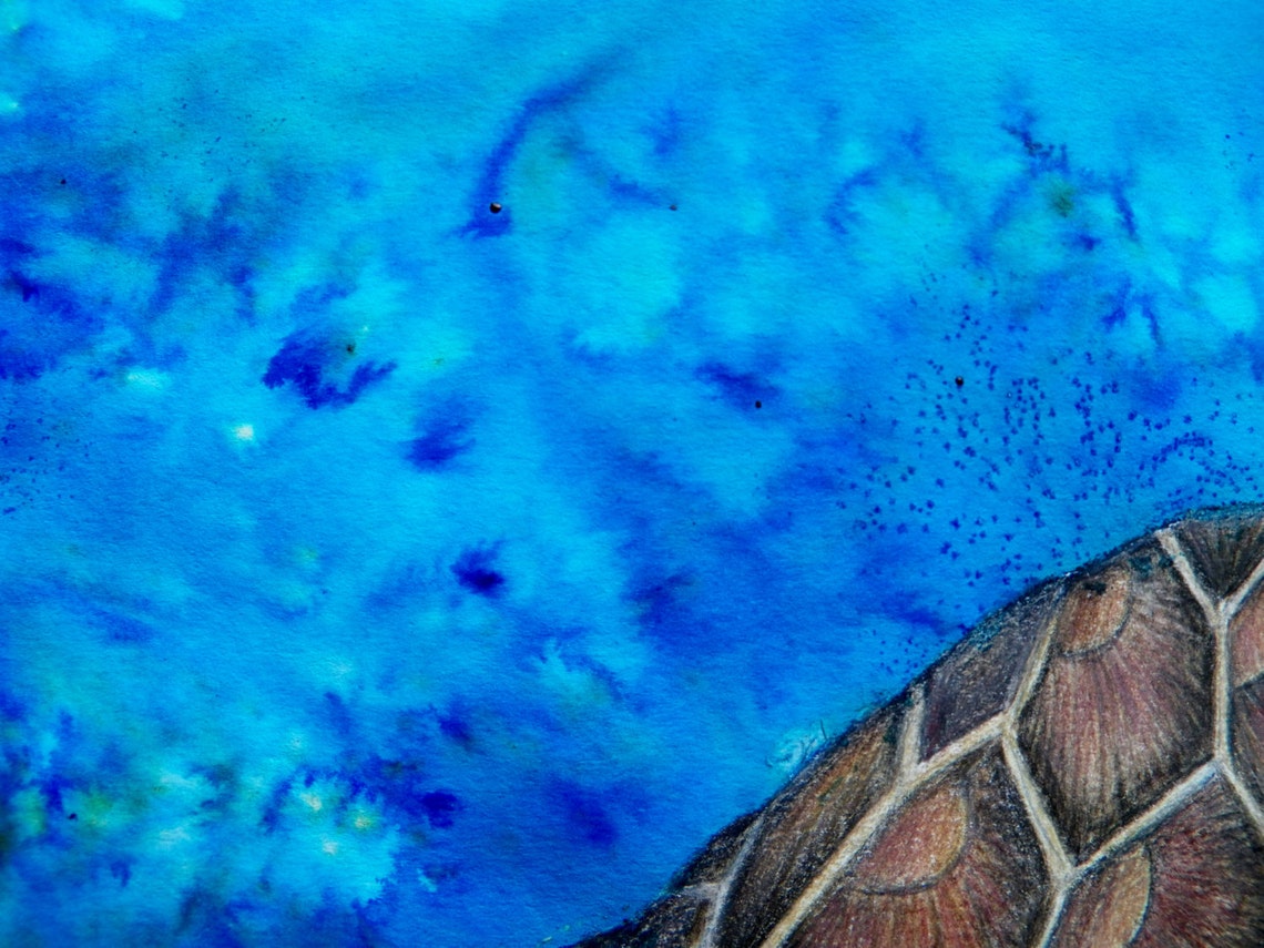 Cayman Sea Turtle Drawing And Watercolor Painting X Print Etsy