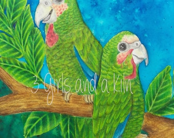 Cayman Parrots Drawing and Watercolor painting, 8x10 print