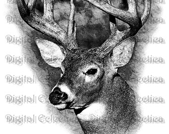 White Tailed Deer. Deer PNG. Animal PNG. Deer Prints. Deer Images. Deer Pictures. Deer Art. Deer Clipart. Deer Drawings. No. 0184.