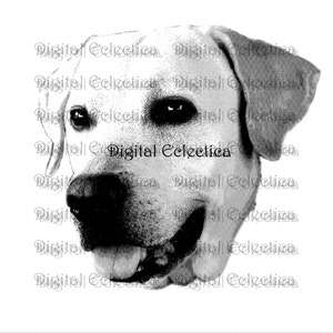 Labrador Retriever Dogs. Labrador PNG. Animal PNG. Labrador Prints. Labrador Images Pictures. Labrador Clipart. Labrador Drawings. No. 0001.
