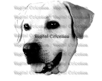 Labrador Retriever Dogs. Labrador PNG. Animal PNG. Labrador Prints. Labrador Images Pictures. Labrador Clipart. Labrador Drawings. No. 0001.