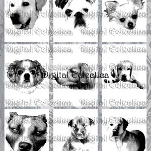 May include: A collage of nine black and white images of dogs. The dogs are of various breeds and sizes, and they are all looking at the camera.