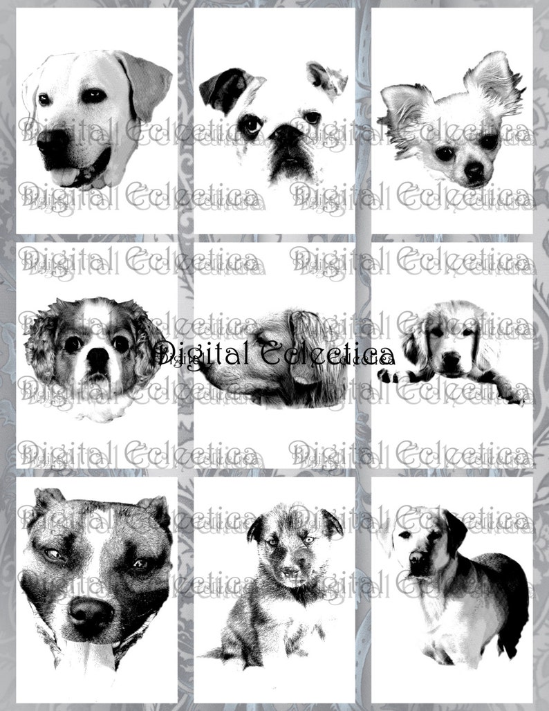 May include: A collage of nine black and white images of dogs. The dogs are of various breeds and sizes, and they are all looking at the camera.