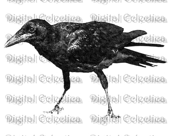 Raven Transparent Image. Raven PNG. Halloween PNG. The Raven Print. Poe Image. Poe Picture. Poe Clipart. Poe Art. No. 0172