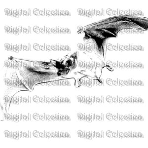 Vampire Bat Halloween. Vampire PNG. Bat PNG. Halloween PNG. Vampire Bat Print. Vampire Bat Image. Vampire Bat Picture. Bat Clipart No. 0080