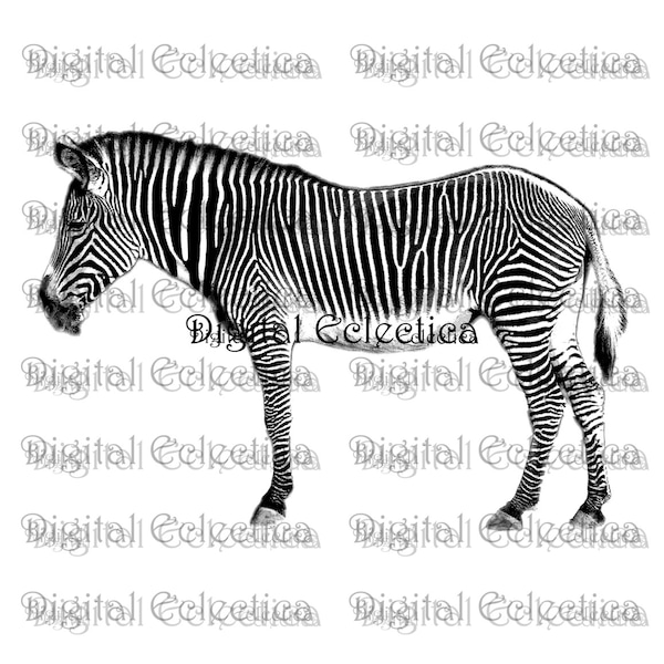 Zebra Engraving. Zebra PNG. Animal PNG. Zebra Prints. Zebra Images. Zebra Pictures. Zebra Art. Zebra Clipart. Zebra Drawings. No. 0044.