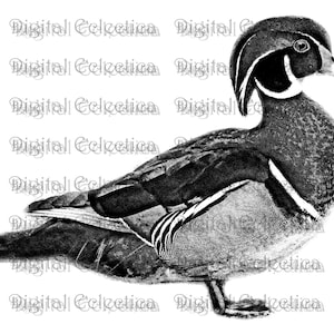 Wood Duck Engraving. Duck PNG. Animal PNG. Duck Prints. Duck Images. Duck Pictures. Duck Art. Duck Clipart. Wood Duck Drawings. No. 0185.
