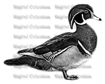 Wood Duck Engraving. Duck PNG. Animal PNG. Duck Prints. Duck Images. Duck Pictures. Duck Art. Duck Clipart. Wood Duck Drawings. No. 0185.