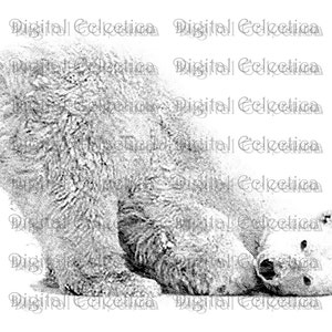 Polar Bear Engraving. Polar Bear PNG. Animal PNG. Polar Bear Prints. Bear Images. Bear Pictures. Bear Clipart. Bear Drawings. No. 0191.