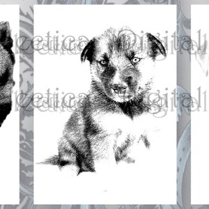 May include: Three black and white illustrations of dogs. The first is a pit bull, the second is a husky, and the third is a labrador retriever.
