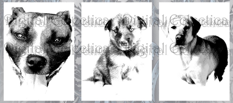 May include: Three black and white illustrations of dogs. The first is a pit bull, the second is a husky, and the third is a labrador retriever.