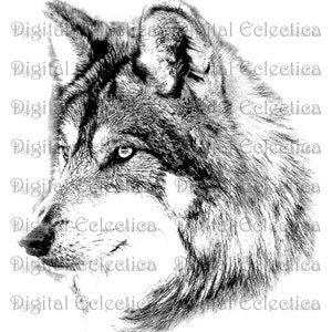 May include: A black and white illustration of a wolf's head. The wolf is looking to the right, and its fur is detailed with shading.