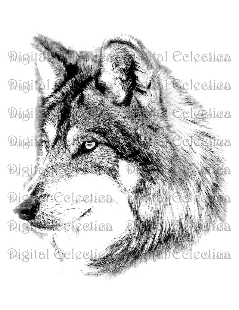 May include: A black and white illustration of a wolf's head. The wolf is looking to the right, and its fur is detailed with shading.