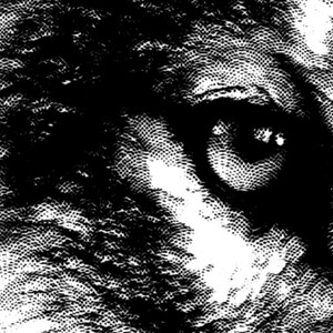 May include: A black and white close-up image of an animal's eye. The eye is surrounded by fur, which is rendered in a stippled pattern.