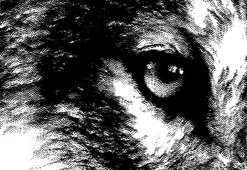 May include: A black and white close-up image of an animal's eye. The eye is surrounded by fur, which is rendered in a stippled pattern.
