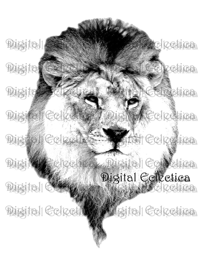 May include: A black and white photograph of a lion's head with a thick mane. The lion is looking directly at the camera with a serious expression.