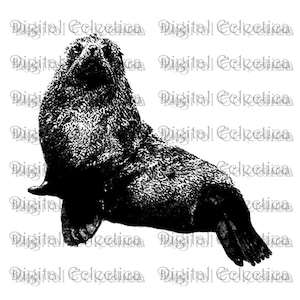 Sea Lion Engraving. Sea Lion PNG. Zoo Animal Prints. Seal Images. Seal Pictures. Seal Art Clipart. Seal PNG. Sea Lion PNG. No. 0040.