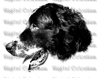 Happy Retriever Dogs. Dog PNG. Animal PNG. Dog Prints. Dog Images. Dog Pictures. Dog Art. Dog Clipart. Dog Drawings. Dog JPG. No. 0013.