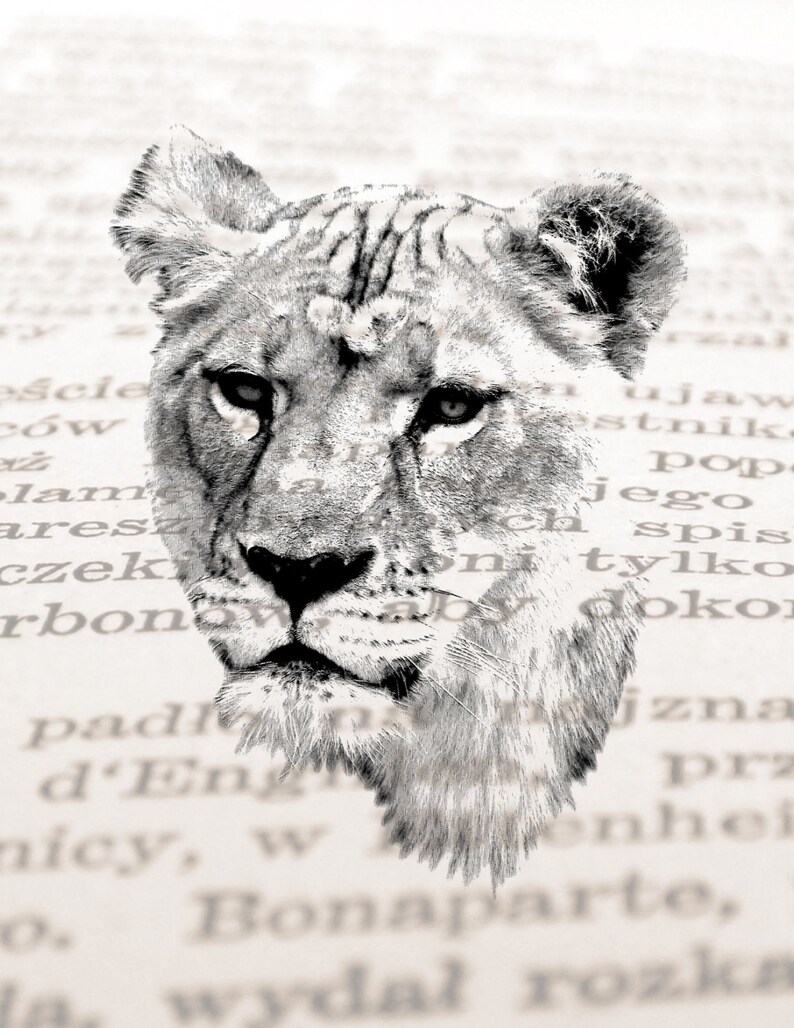 May include: A black and white pencil drawing of a lion's head. The lion is looking directly at the viewer with a serious expression. The drawing is done in a realistic style and captures the animal's powerful presence.