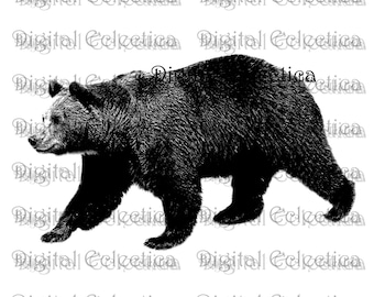 Bear Wildlife Engraving. Bear PNG. Animal PNG. Bear Prints. Bear Images. Bear Pictures. Bear Art. Bear Clipart. Bear Drawings. No. 0025.