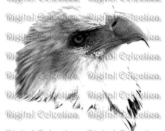 Bald Eagle Engraving. Eagle PNG. Animal PNG. Eagle Prints. Eagle Images. Eagle Pictures. Eagle Art. Eagle Clipart. Eagle Drawings. No. 0060.