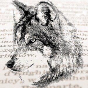 May include: A black and white drawing of a wolf's head, with a sharp focus on the eye and nose. The wolf's fur is detailed and textured, and the background is blurred.