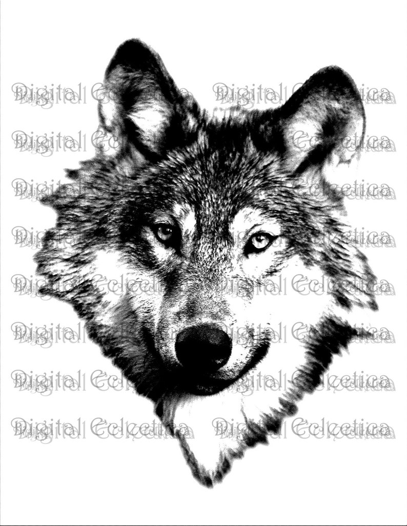 May include: Black and white illustration of a wolf's head. The wolf is looking directly at the viewer with its mouth closed. The wolf's fur is detailed and textured.