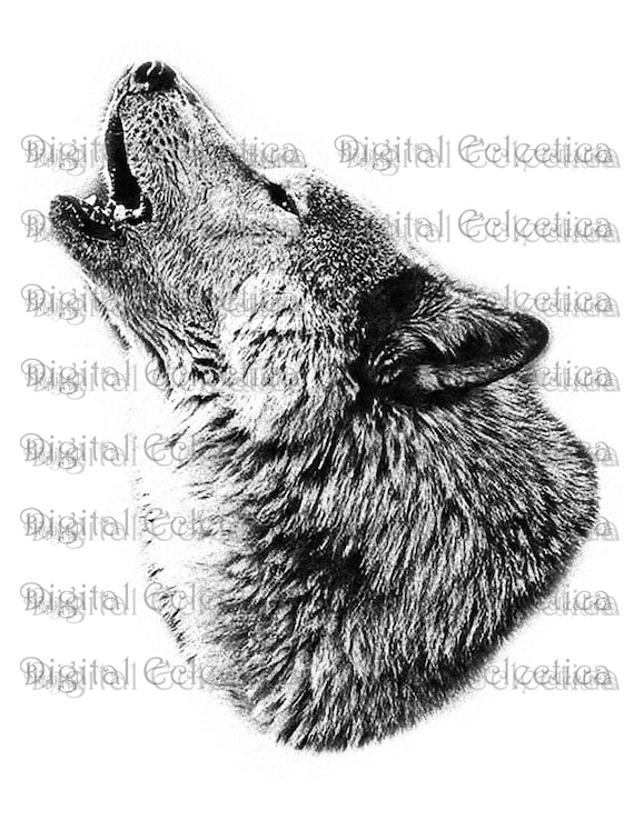 Wolf Face PNG Images  Free Photos, PNG Stickers, Wallpapers