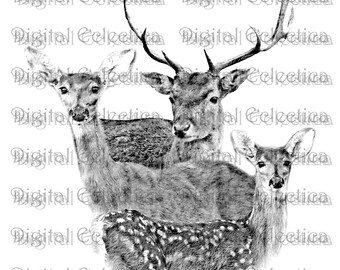 White Tailed Deer Family. Deer PNG. Animal PNG. Deer Prints. Deer Images. Deer Pictures. Deer Art. Deer Clipart. Deer Drawings. No. 0196.