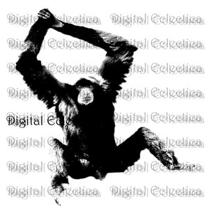 Siamang Gibbon. Singe PNG. Animaux PNG. Impressions de singe Gibbon. Images de singe Gibbon. Photos de singe Gibbon. Clipart de singe Gibbon. N° 0033.