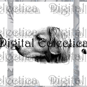 May include: Three black and white illustrations of dogs. The first dog is a Cavalier King Charles Spaniel, the second dog is a Golden Retriever, and the third dog is a Labrador Retriever.
