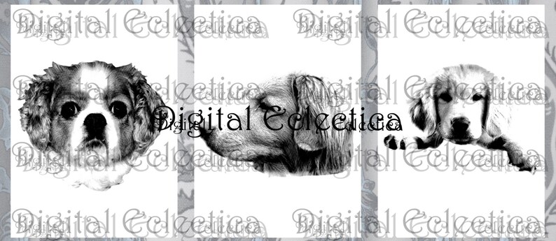 May include: Three black and white illustrations of dogs. The first dog is a Cavalier King Charles Spaniel, the second dog is a Golden Retriever, and the third dog is a Labrador Retriever.
